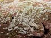 Lecanora varia habitus