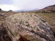 Ornithocoprophilous community on the top of a granite boulder (Targasonne)