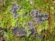 Peltigera collina