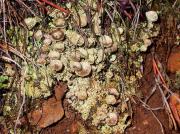 Cladonia pocillum