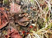 Peltigera polydactylon