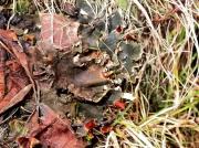 Peltigera polydactylon