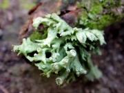 Ramalina fastigiata