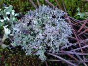 Cladonia rangiformis var. pungens and Cladonia foliacea subsp. foliacea