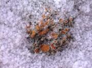 Rhizoplaca chrysoleuca entre la neu