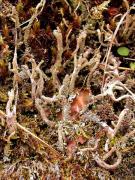 Cladonia squamosa var. squamosa