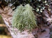 Usnea subfloridana Stirton