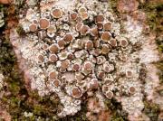 Lecanora subrugosa