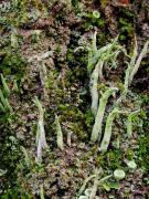 Cladonia subulata var. radiata