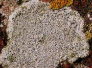 Lecanora schwartzii