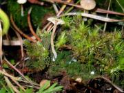 Lichenomphalia umbellifera (L.:Fr.) Redhead, Lutzoni, Moncalvo & Vilgalys (= Omphalina ericetorum)