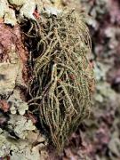 Usnea rubicunda