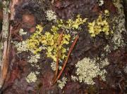 Vulpicida pinastri (Scop.) Mattson & Lai and Parmeliopsis ambigua (Wulfen) Nyl.