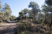 Dolmen de la Clusella