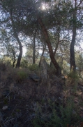 Dolmen de la Clusella