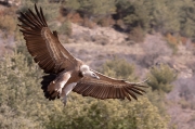 Volto comú (Gyps fulvus)