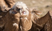 Voltor comú (Gyps fulvus).