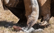 Voltor comú (Gyps fulvus).