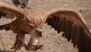 Voltor comú (Gyps fulvus).