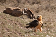 Trencalòs (Gypaetus barbatus)