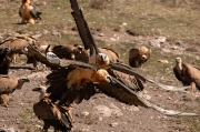 Trencalòs (Gypaetus barbatus)