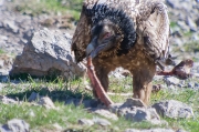 Trencalòs (Gypaetus barbatus)