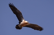 Trencalòs (Gypaetus barbatus)