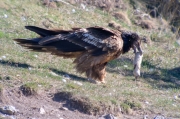 Trencalòs (Gypaetus barbatus)