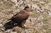 Àliga daurada (Aquila chrysaetos)