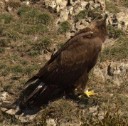 Àliga daurada jove.