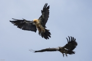 Trencalòs (Gypaetus barbatus)