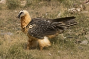 Trencalòs (Gypaetus barbatus)