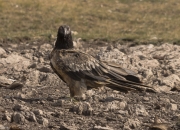 Trencalòs (Gypaetus barbatus)