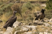 Trencalòs (Gypaetus barbatus)