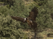 Trencalòs (Gypaetus barbatus)