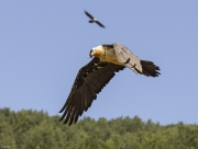 Trencalòs (Gypaetus barbatus)