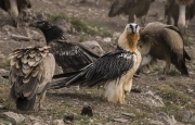 Trencalòs (Gypaetus barbatus)