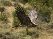 Trencalòs (Gypaetus barbatus)