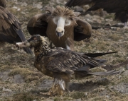 Trencalòs (Gypaetus barbatus)