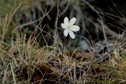 Herba fetgera blanca.