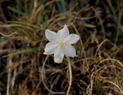 Herba fetgera blanca.