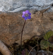 Herba fetgera blava.