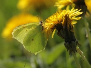 Gonepteryx cleopatram.