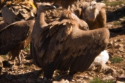 Voltor comú (Gyps fulvus)