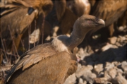 Voltor comú (Gyps fulvus)