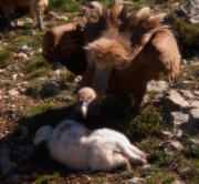 Voltor comú (Gyps fulvus)