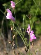 Conillets (Antirrhinum barrelieri)