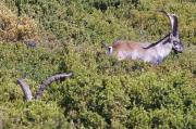 Cabres Salvatges mascles (Capra pyrenaica hispanica)