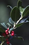 Grèvol (Ilex aquifolium)