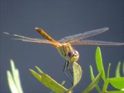 Sympetrum fonscolombii